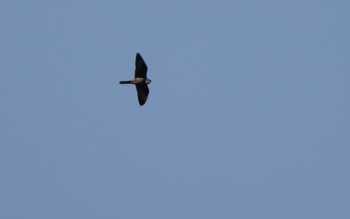 Eleonora's Falcon - ML638239608