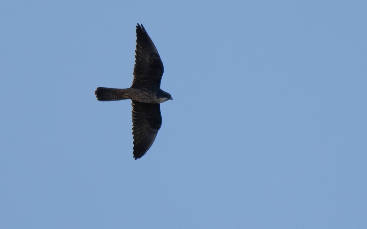 Eleonora's Falcon - ML638239609