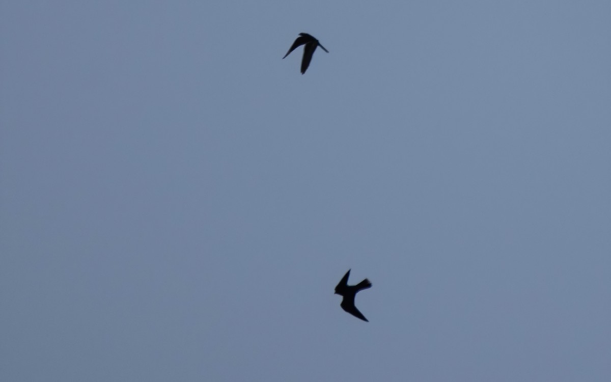 Eleonora's Falcon - ML638239611