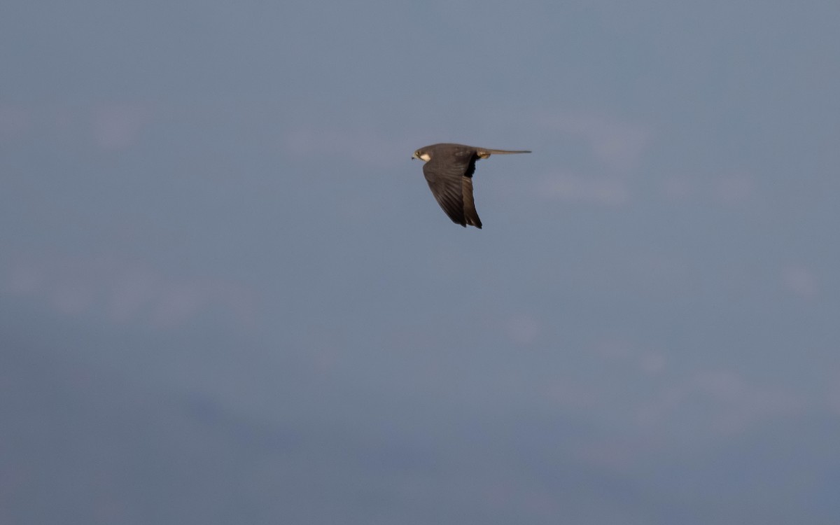 Eleonora's Falcon - ML638239612