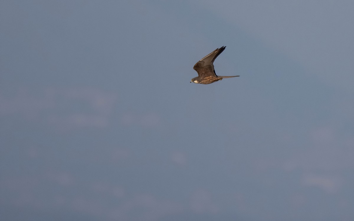 Eleonora's Falcon - ML638239613