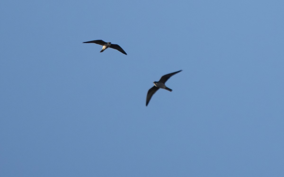 Eleonora's Falcon - ML638239615