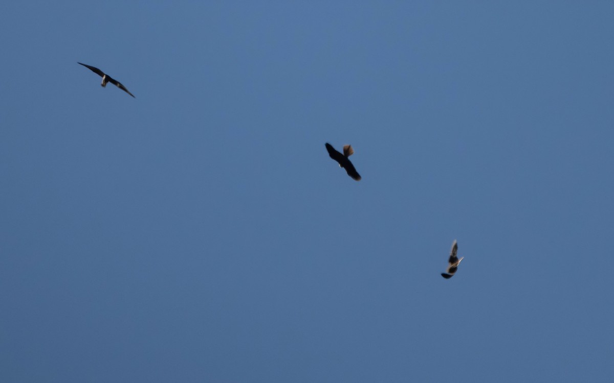 Eleonora's Falcon - ML638239616
