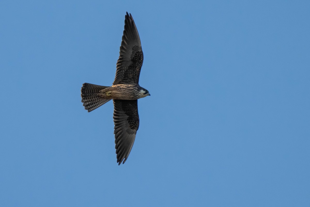 Eleonora's Falcon - ML638239617
