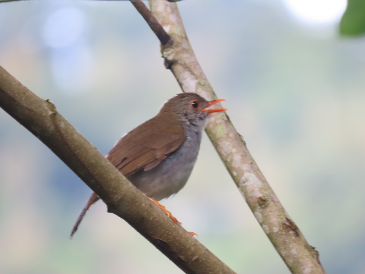 Orange-billed Nightingale-Thrush - ML638239620