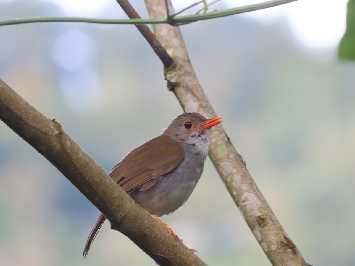 Orange-billed Nightingale-Thrush - ML638239621