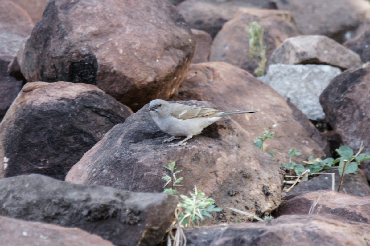 Southern Gray-headed Sparrow - ML638239622