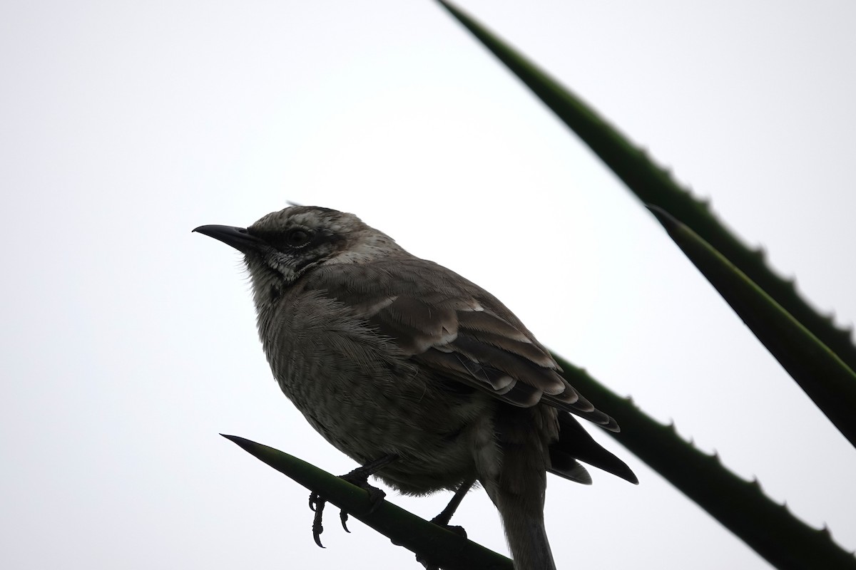 Long-tailed Mockingbird - ML638239642