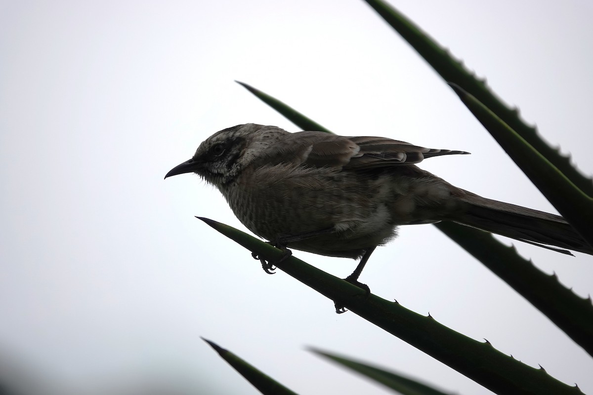 Long-tailed Mockingbird - ML638239643