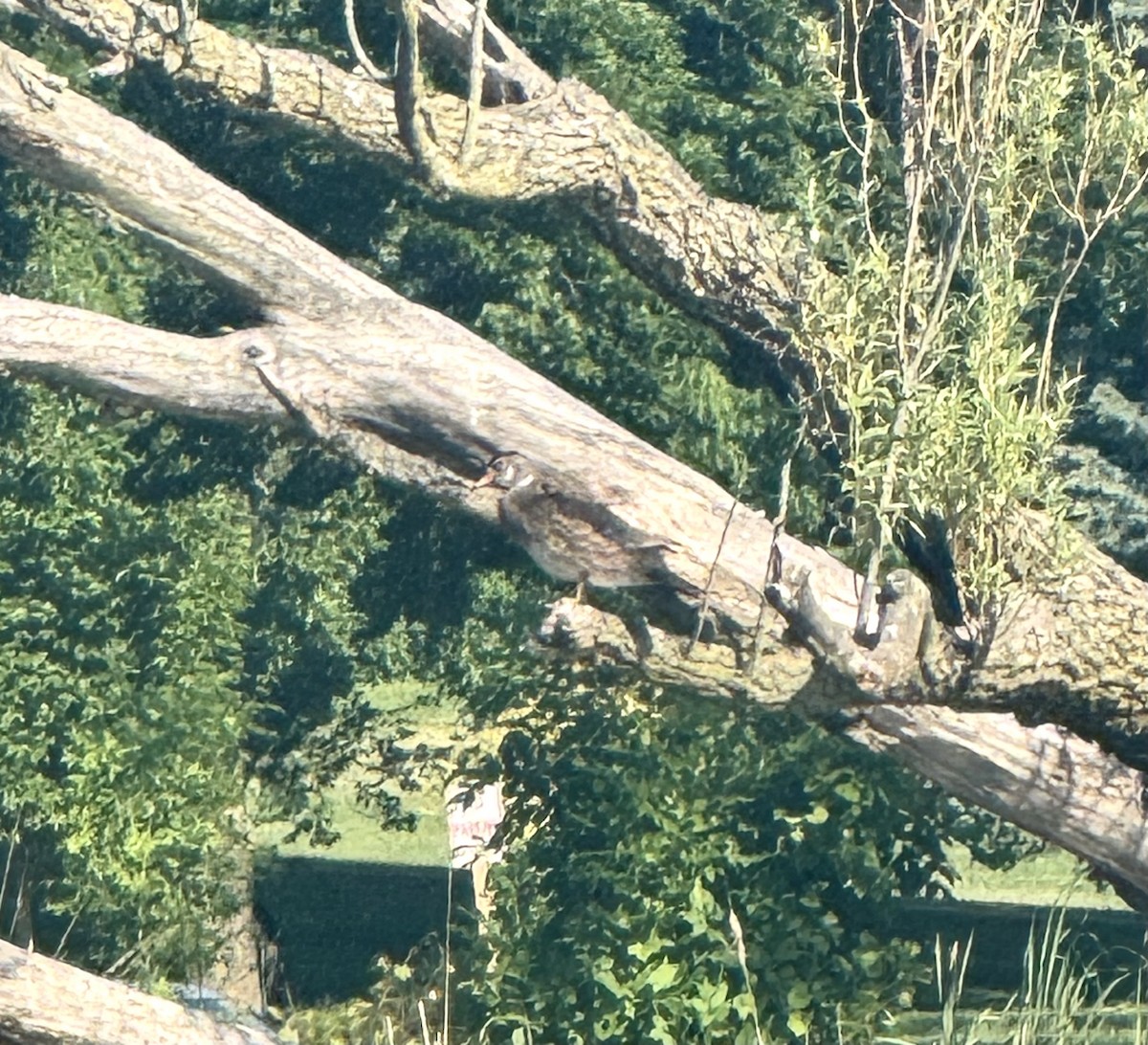 Wood Duck - ML638239652