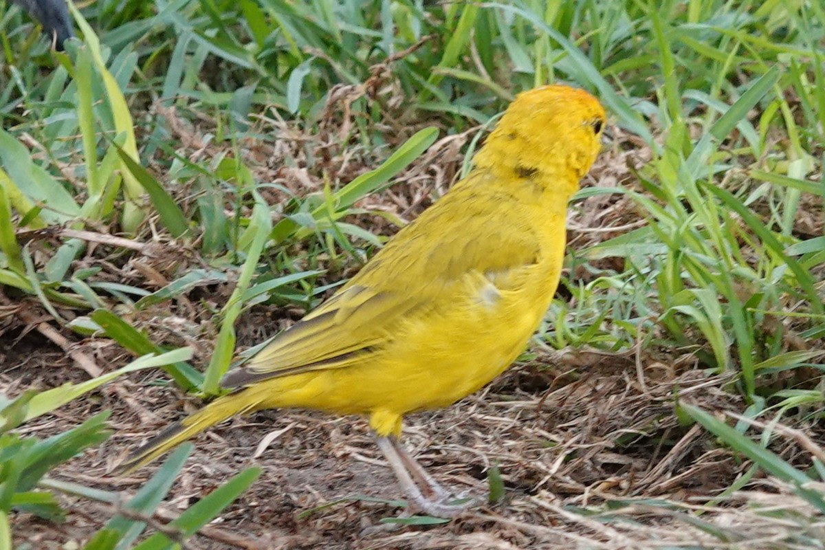 Saffron Finch - ML638239657