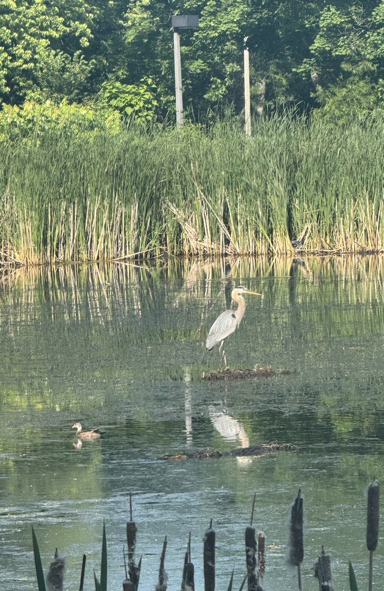 Great Blue Heron - ML638239698