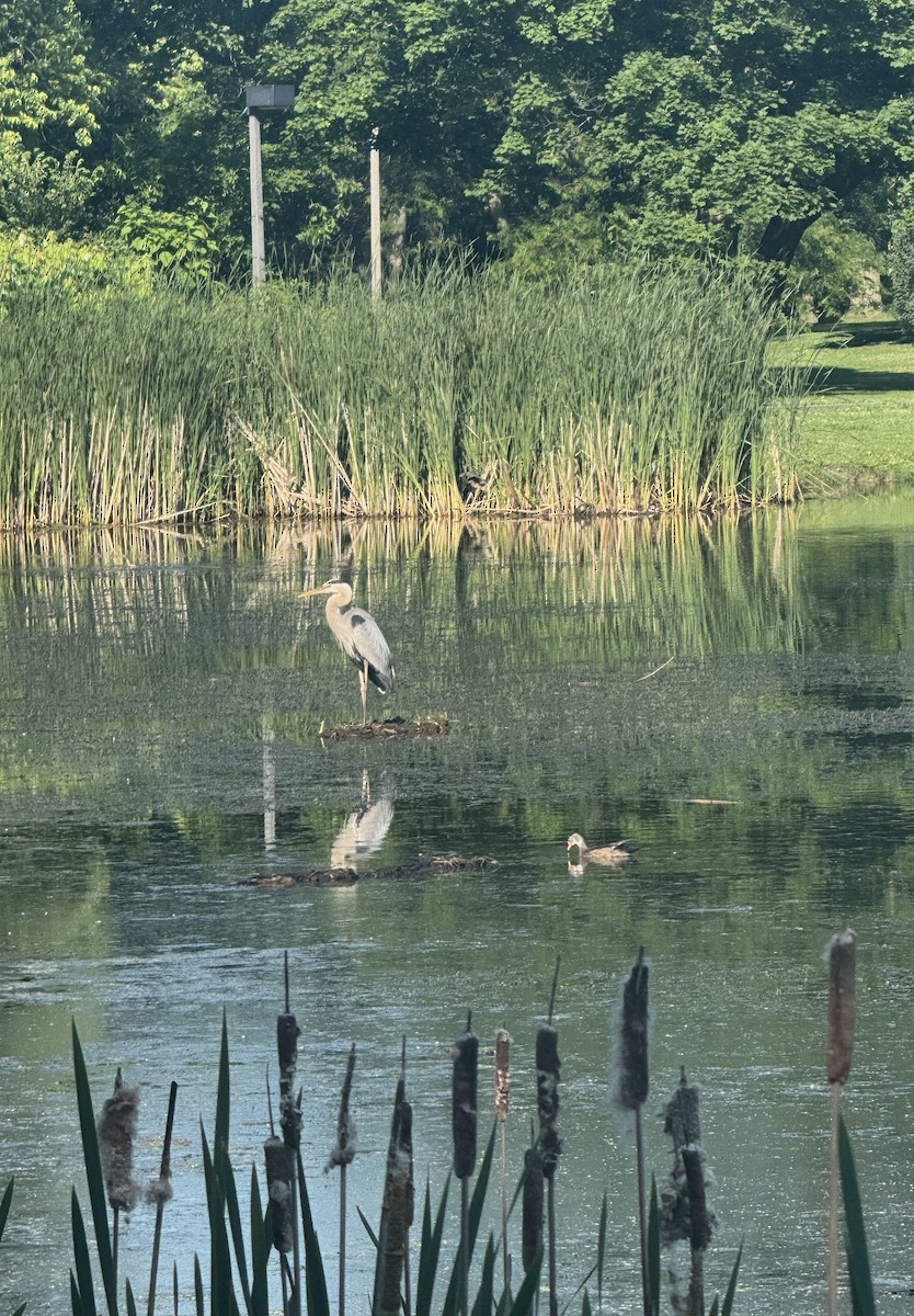 Great Blue Heron - ML638239699