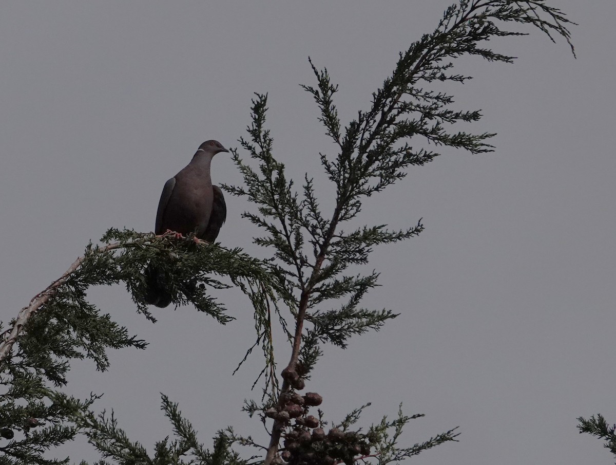 Chilean Pigeon - ML638239703