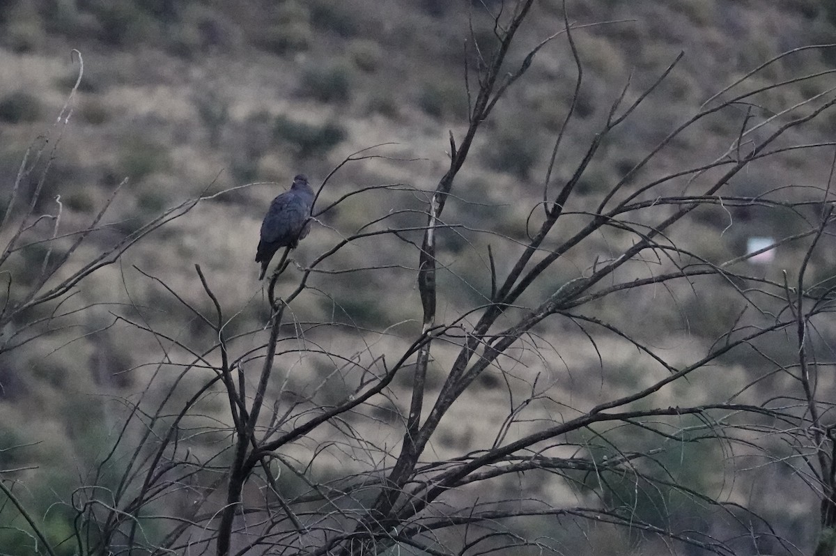 Chilean Pigeon - ML638239704
