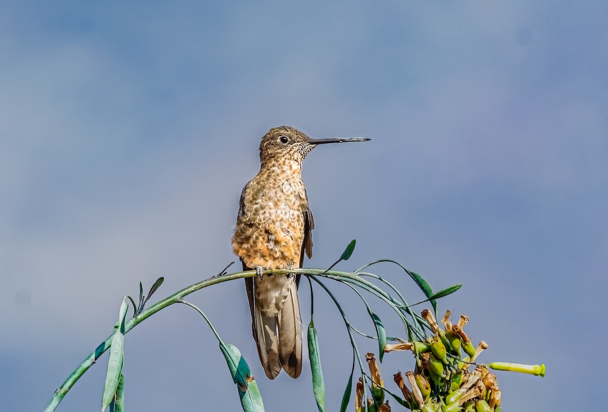Giant Hummingbird - ML638239719