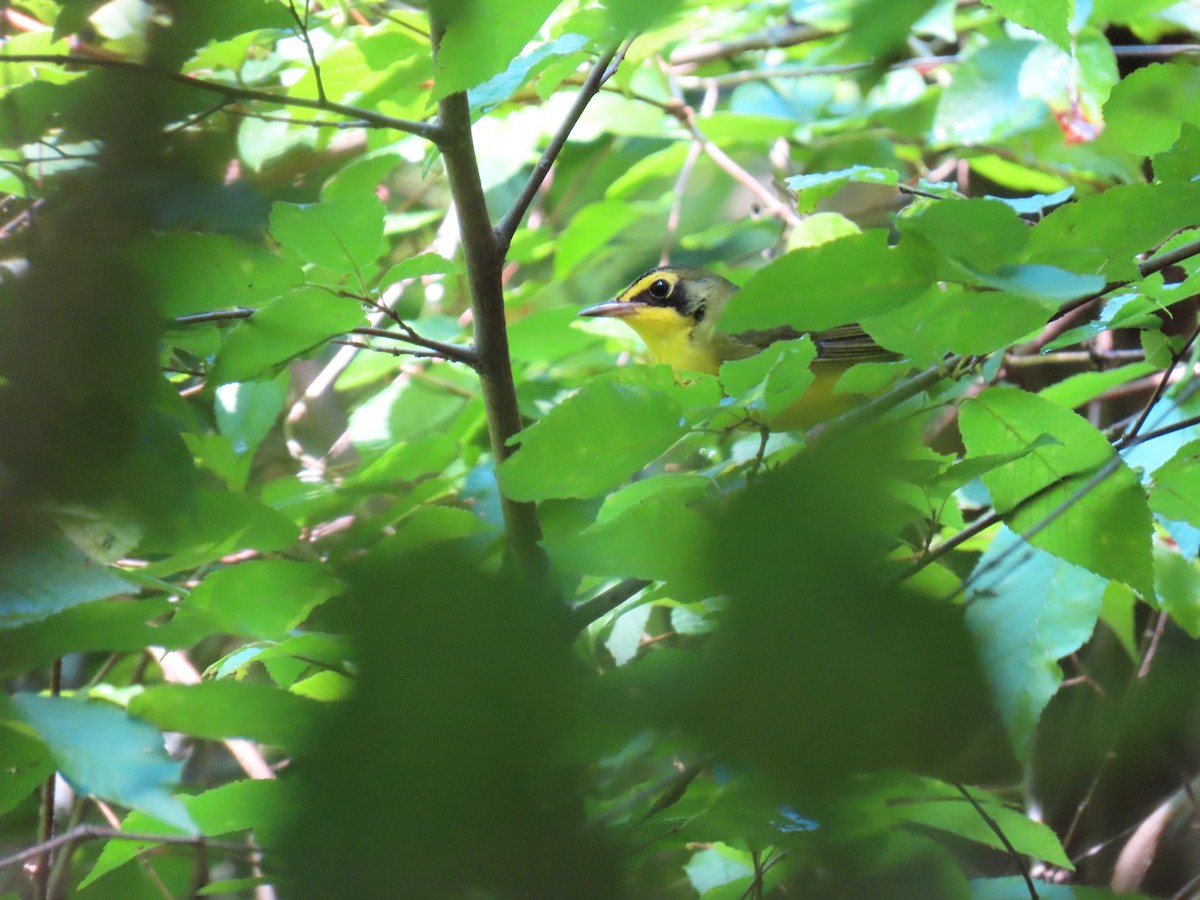 Kentucky Warbler - ML638239722