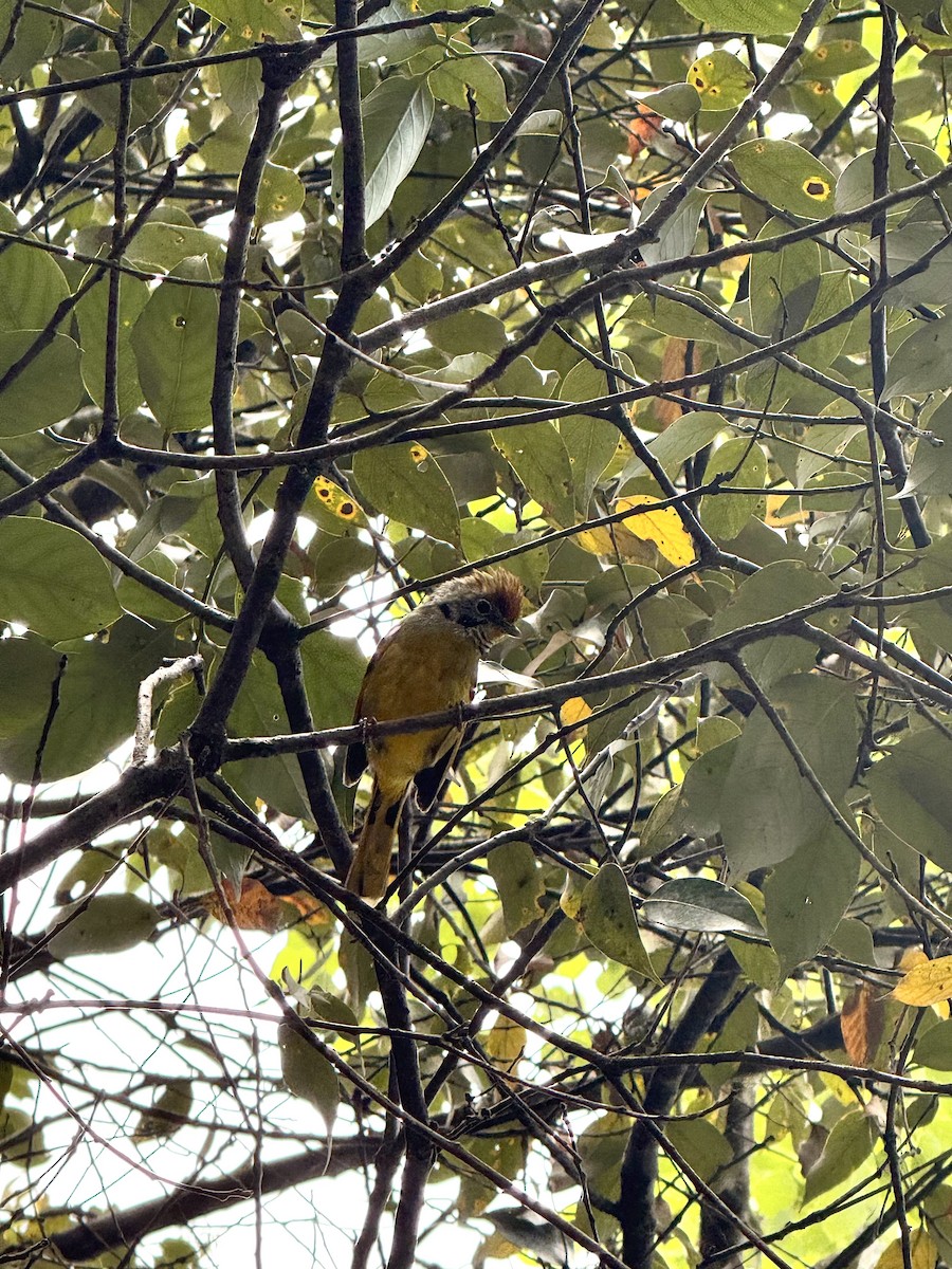 Chestnut-tailed Minla - ML638239724