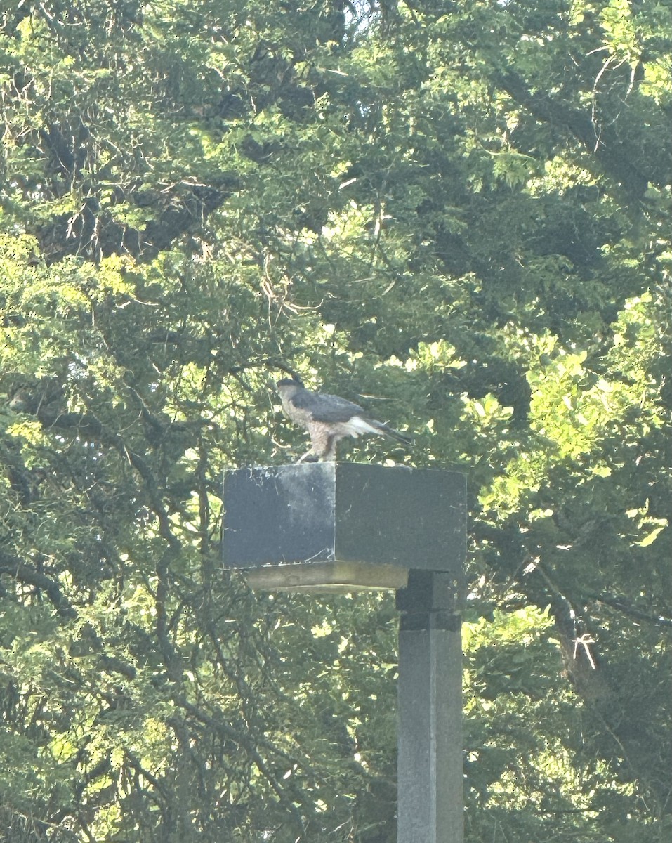 Cooper's Hawk - ML638239737