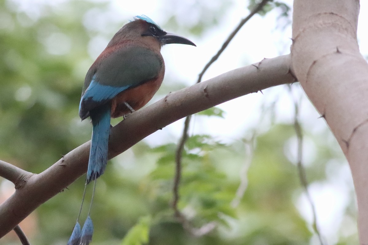 Turquoise-browed Motmot - ML638239738