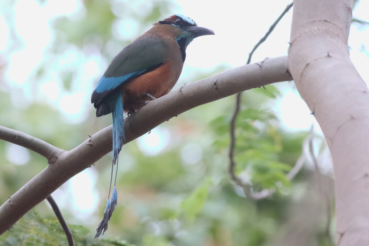 Turquoise-browed Motmot - ML638239739