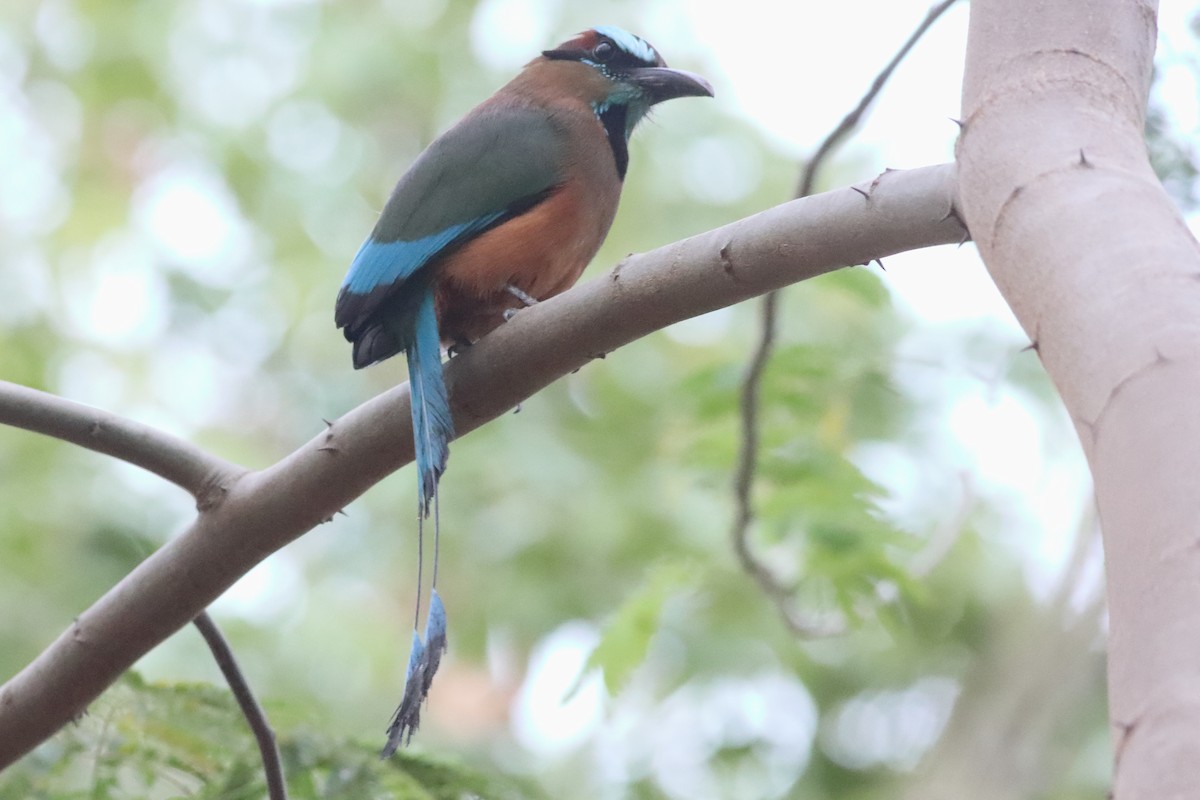 Turquoise-browed Motmot - ML638239741