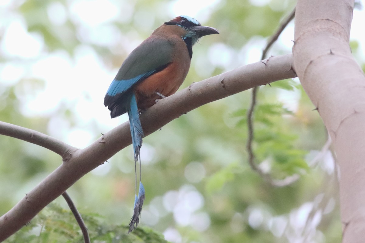 Turquoise-browed Motmot - ML638239742