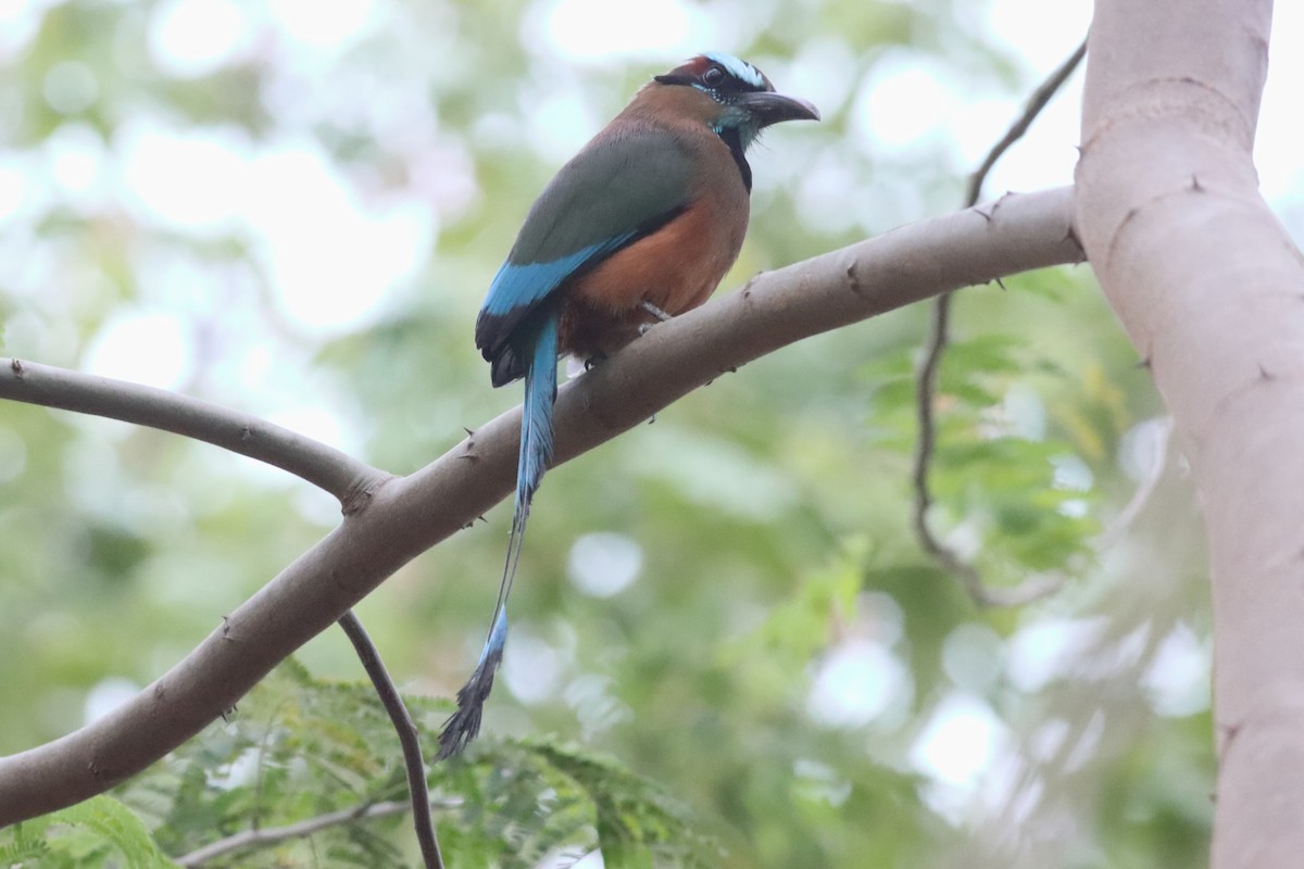 Turquoise-browed Motmot - ML638239745