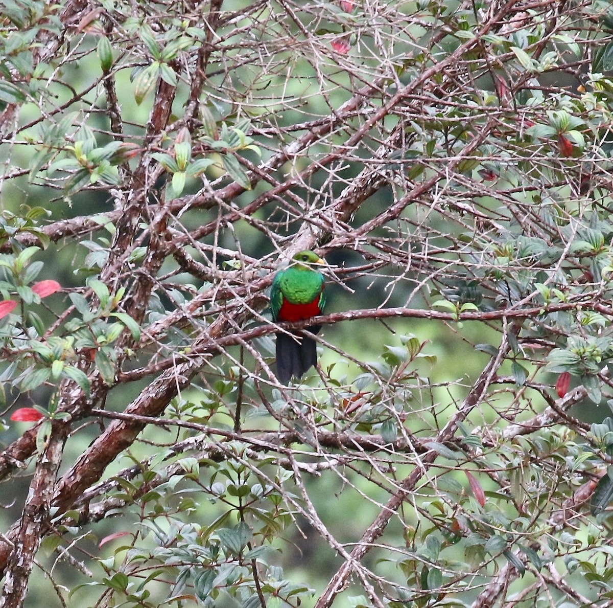 Golden-headed Quetzal - ML638239752