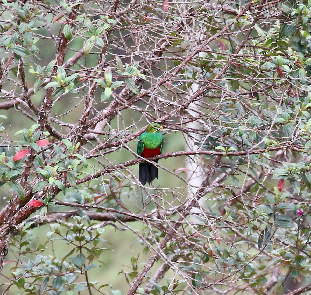 Golden-headed Quetzal - ML638239754