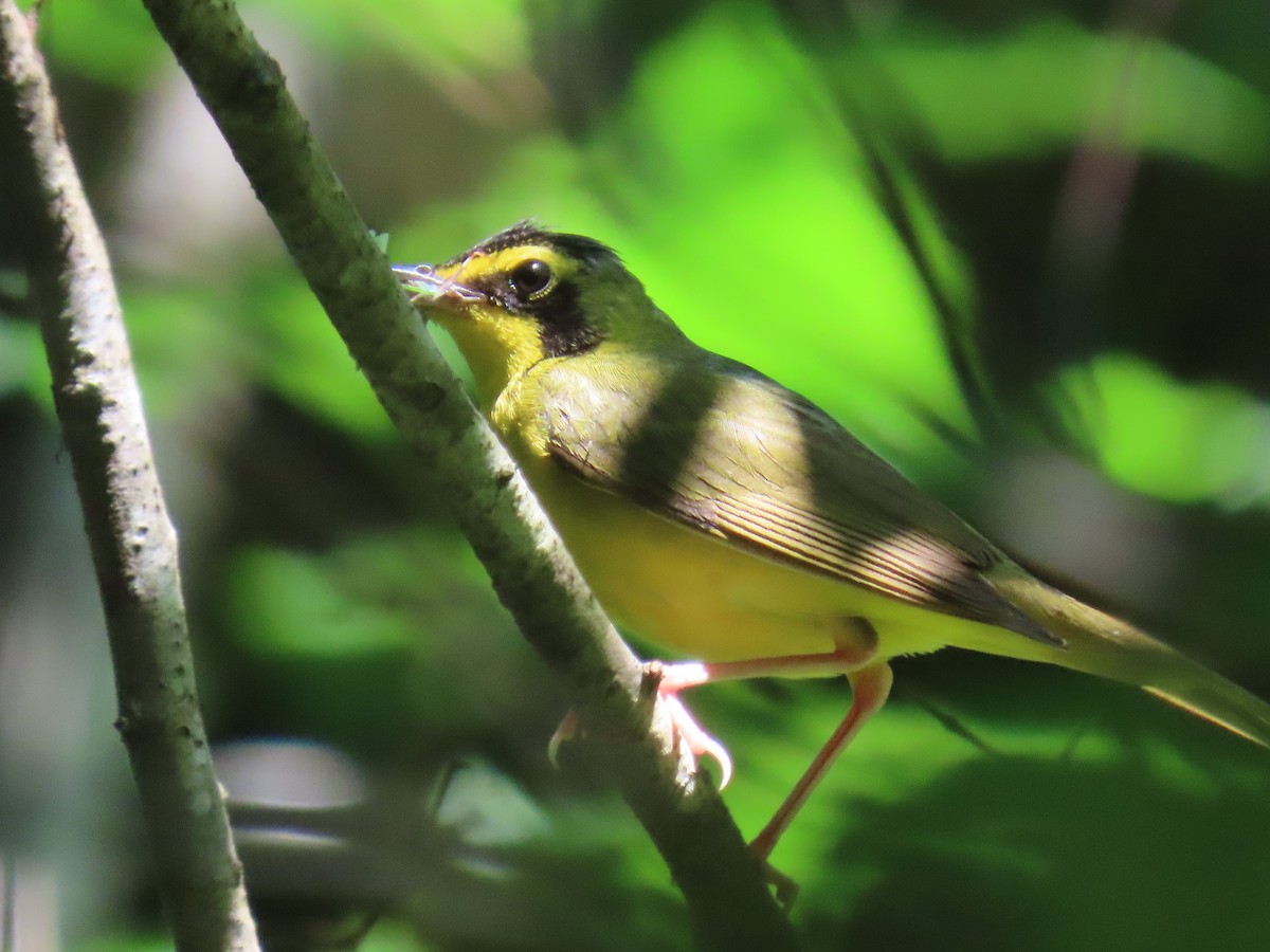 Kentucky Warbler - ML638239755