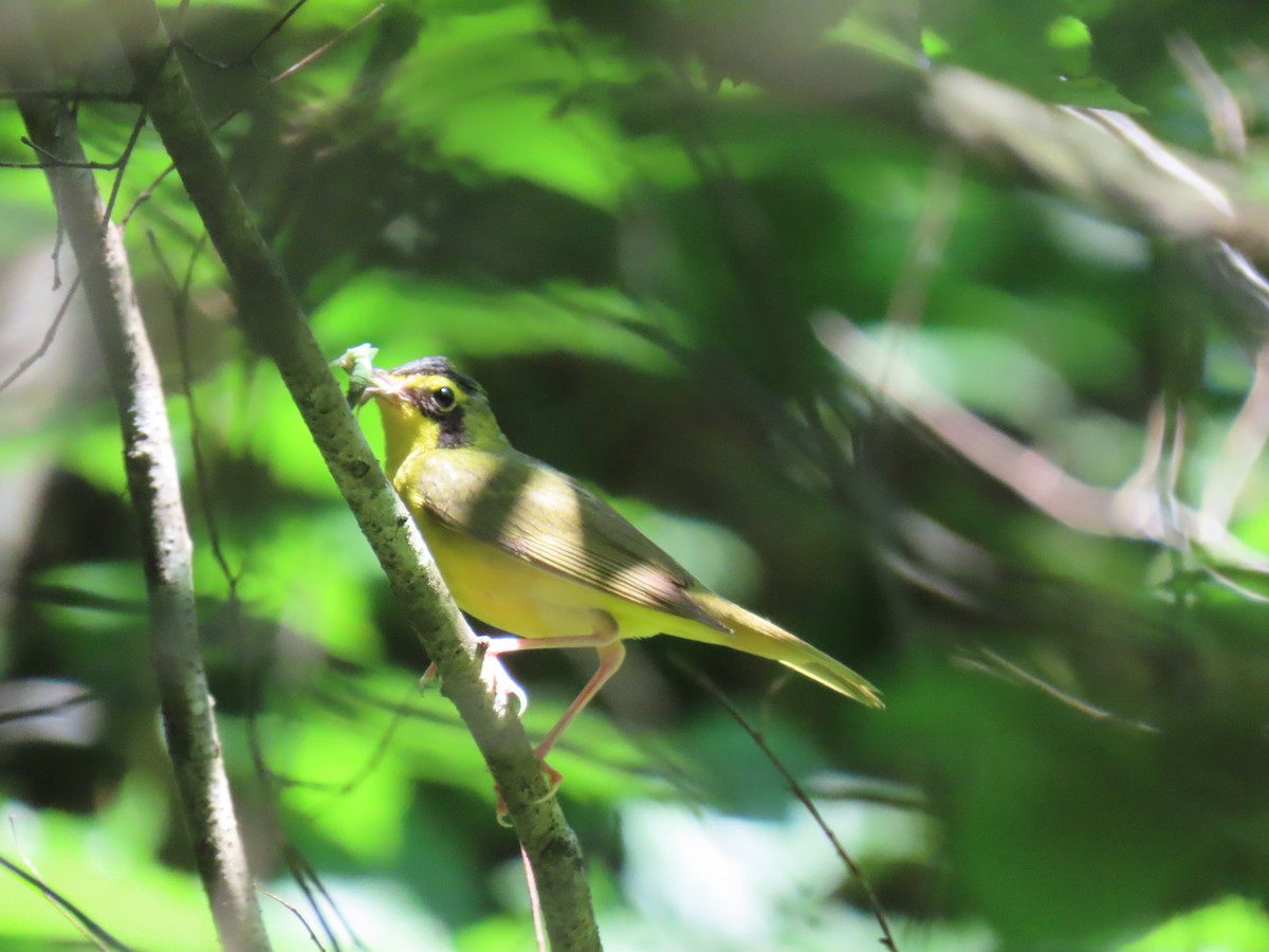 Kentucky Warbler - ML638239756