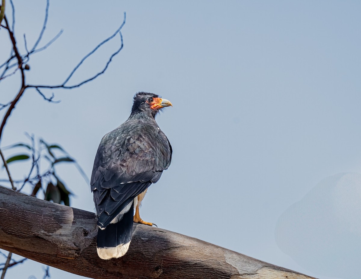 Mountain Caracara - ML638239757