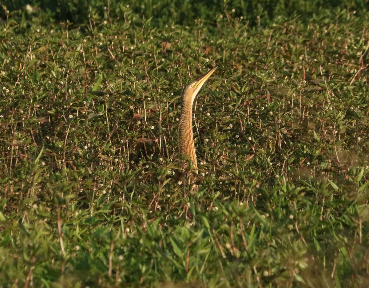 Pinnated Bittern - ML638239760
