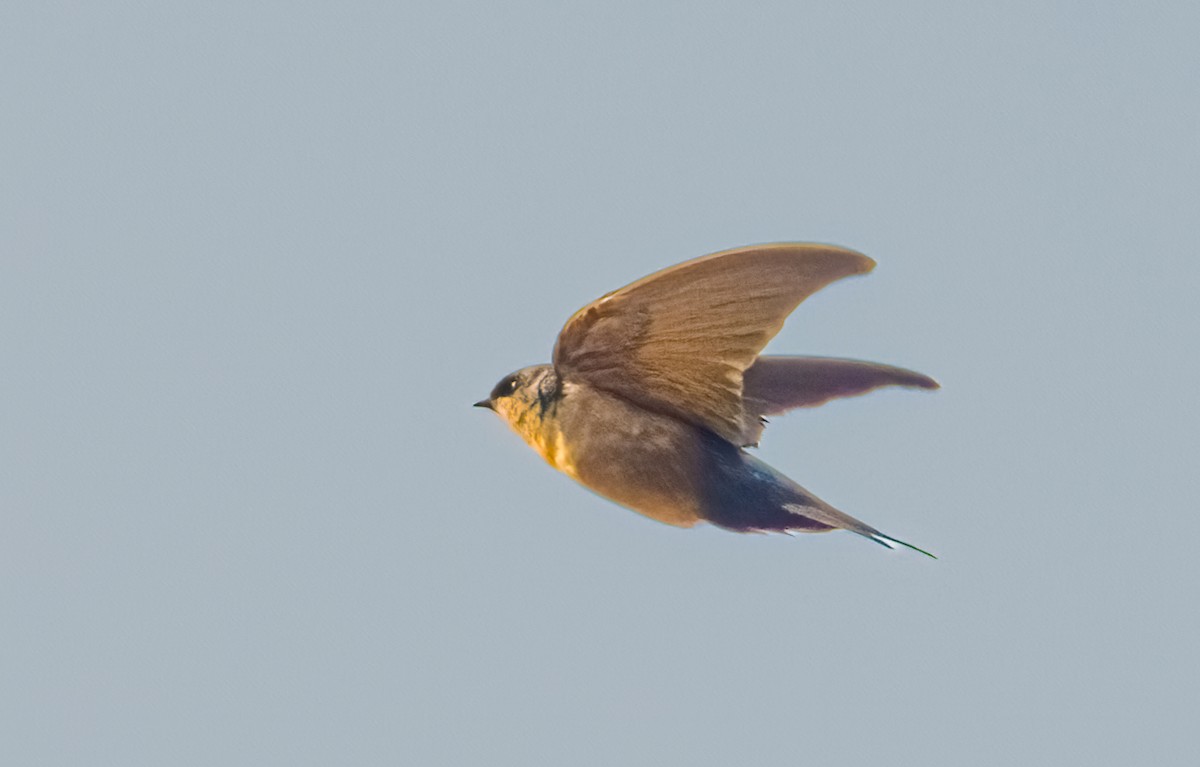 Brown-bellied Swallow - ML638239763