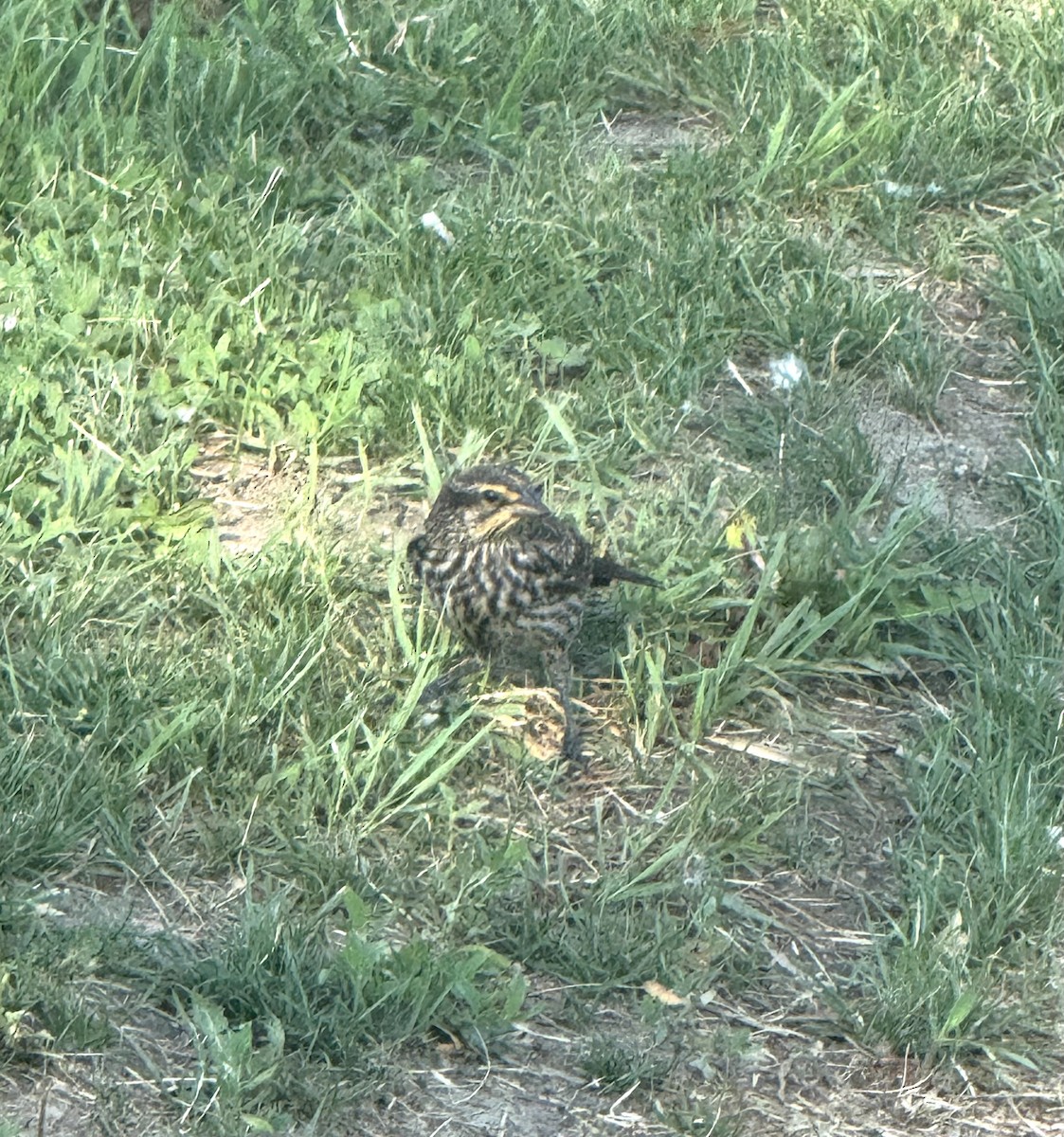 Red-winged Blackbird - ML638239764
