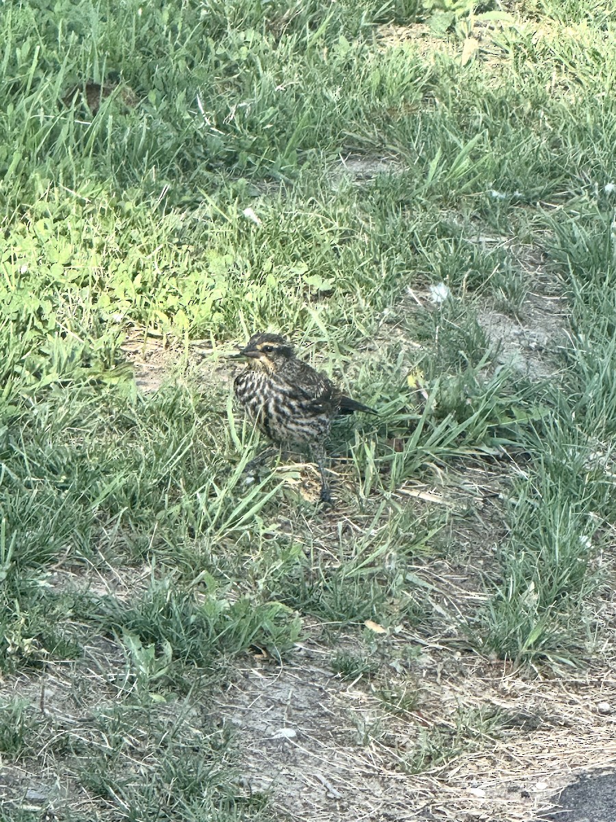 Red-winged Blackbird - ML638239765