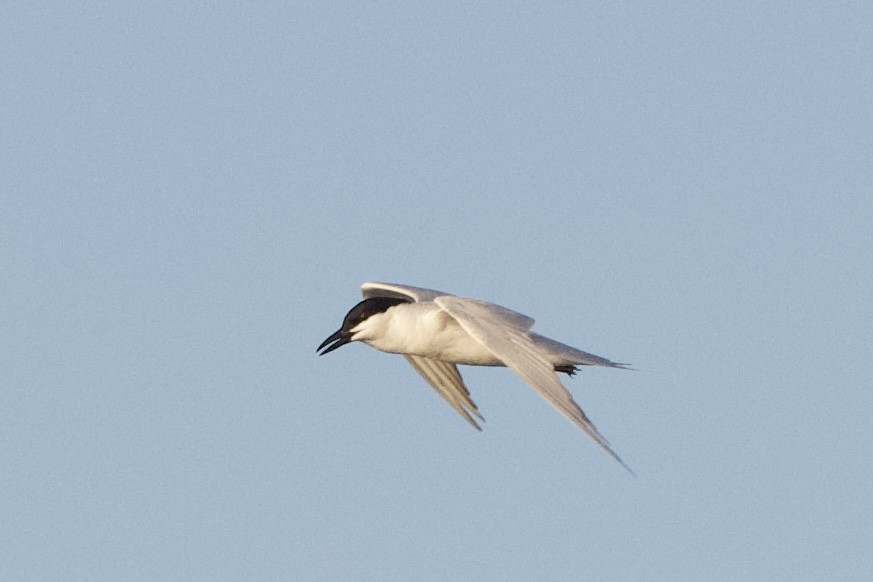 Gull-billed Tern - ML638239766