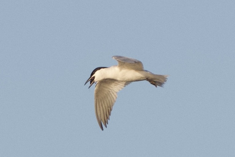 Gull-billed Tern - ML638239769