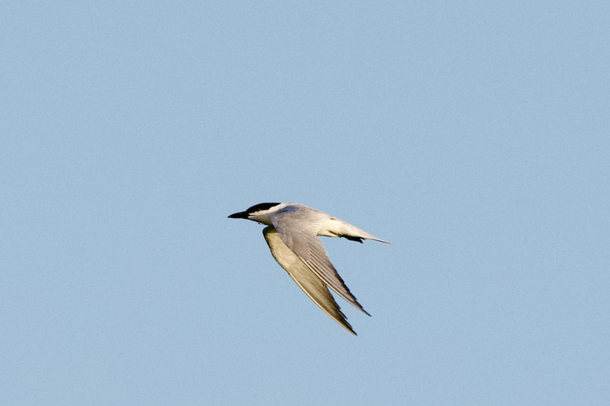 Gull-billed Tern - ML638239771