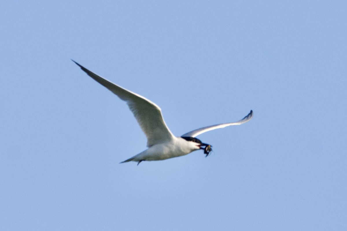 Gull-billed Tern - ML638239772