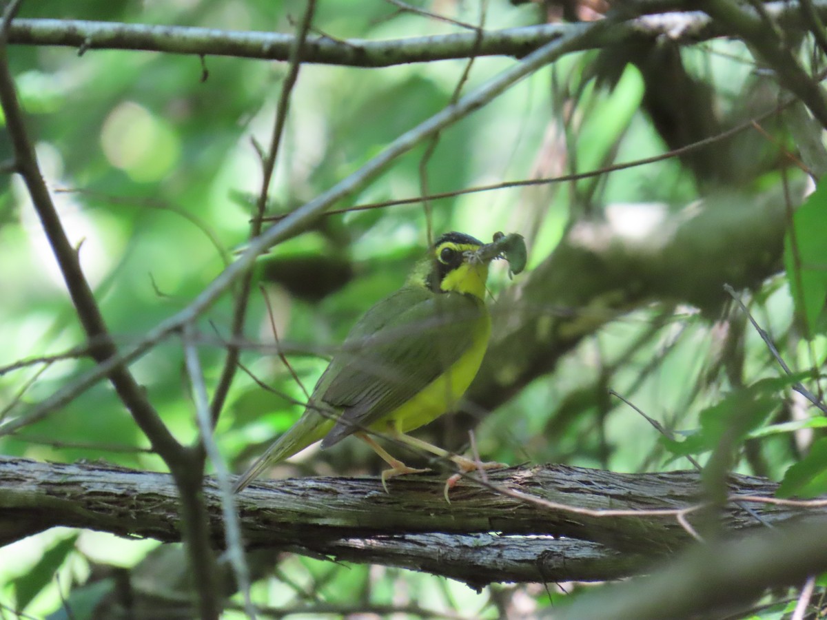 Kentucky Warbler - ML638239774