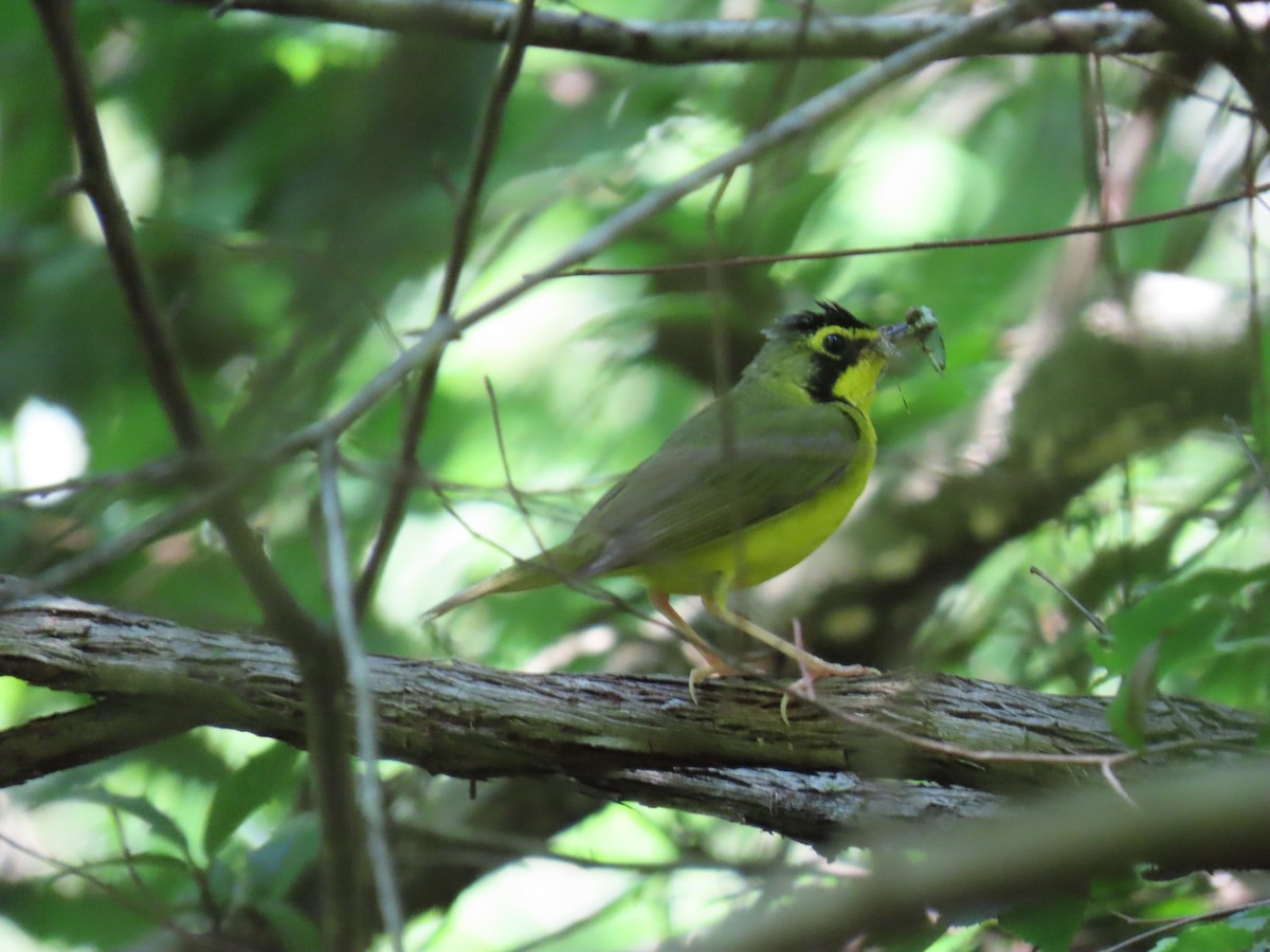 Kentucky Warbler - ML638239776