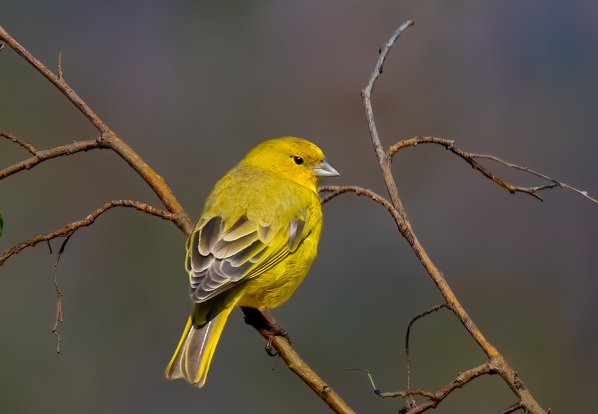 Greenish Yellow-Finch - ML638239787