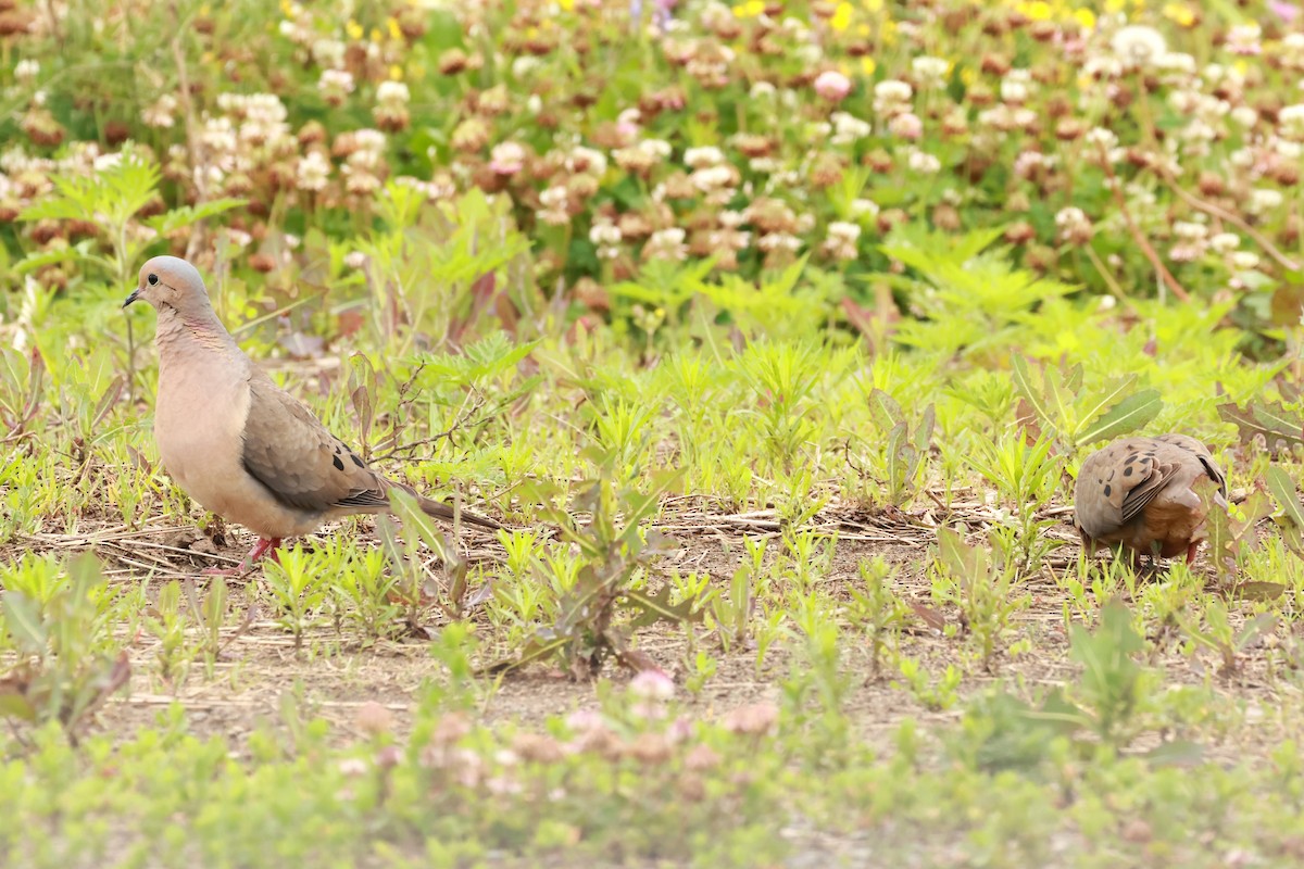 Mourning Dove - ML638239794
