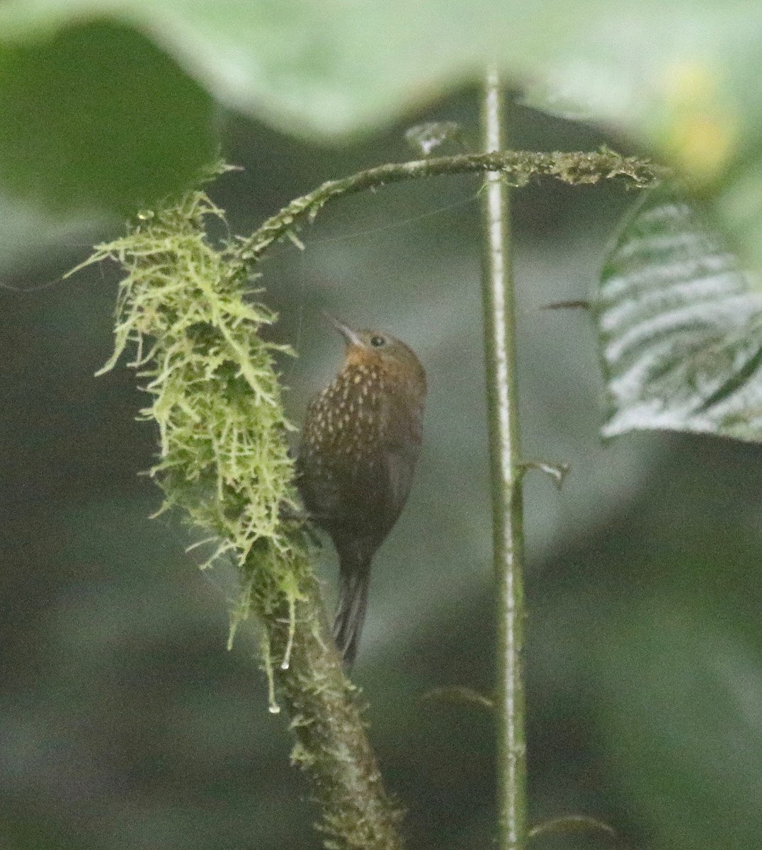Spotted Barbtail - ML638239796