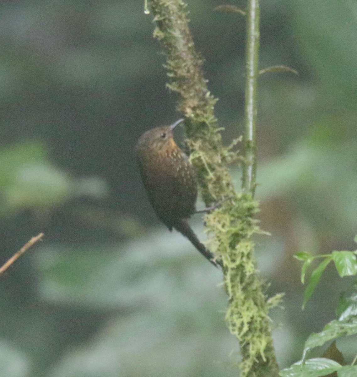 Spotted Barbtail - ML638239798