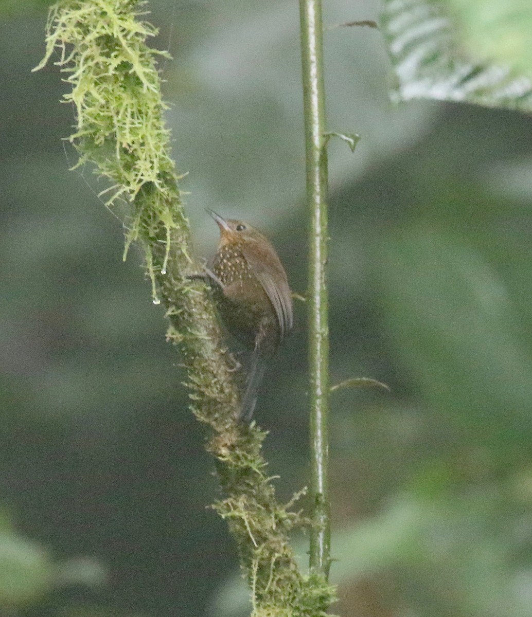 Spotted Barbtail - ML638239800