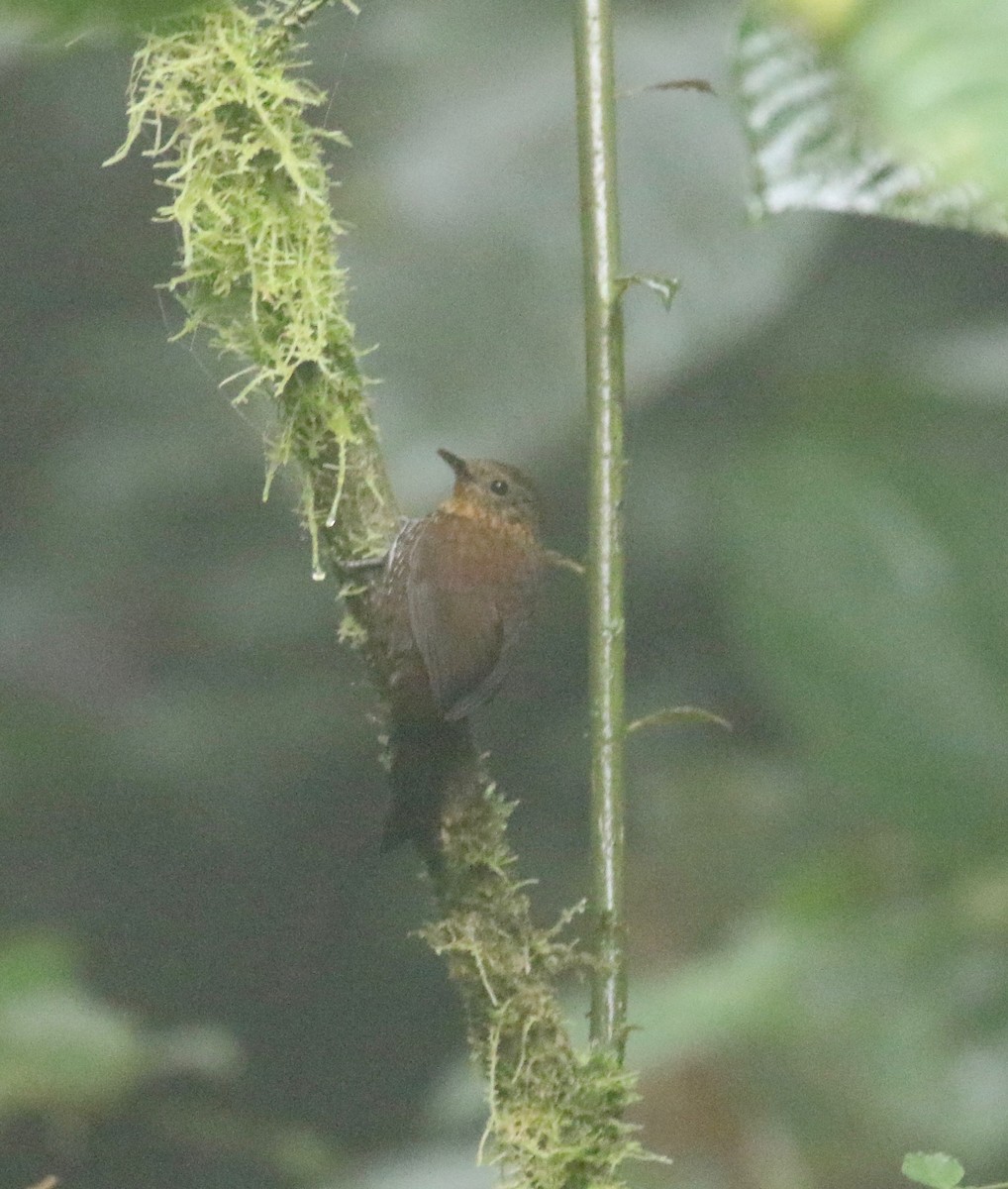 Spotted Barbtail - ML638239801