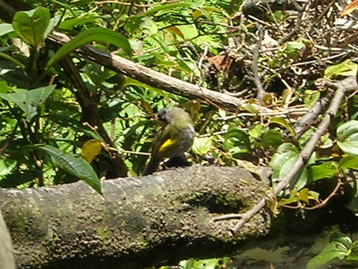 Black-and-yellow Silky-flycatcher - ML638239819